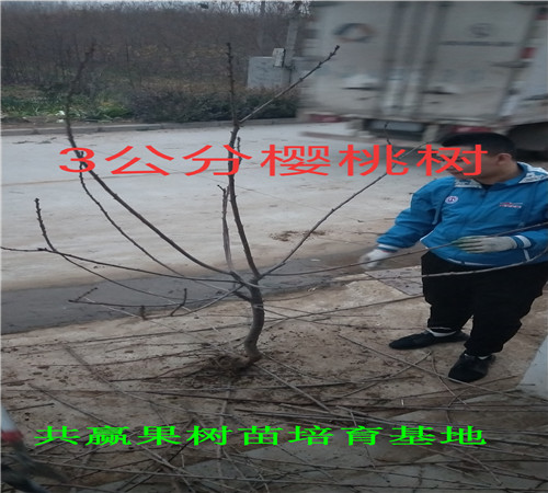 上海嘉定秋月梨树近期批发价格_秋月梨树育苗基地