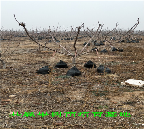 湖北荆门晚秋梨树近期批发价格_晚秋梨树育苗基地