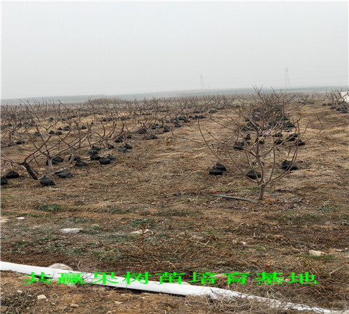 陆地草莓苗育苗基地、陆地草莓苗订购优惠