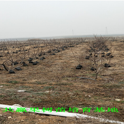 浙江杭露天草莓苗基地才卖多少钱-草莓苗批发