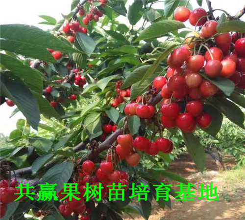 北京北京周边秋月梨树近期批发价格_秋月梨树育苗基地