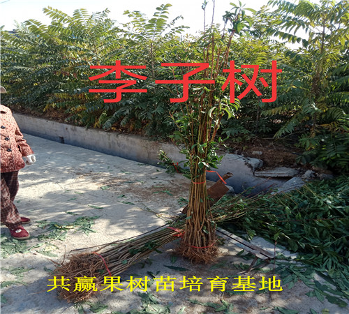 1年李子树哪里有卖、脆红李子树苗种植技术