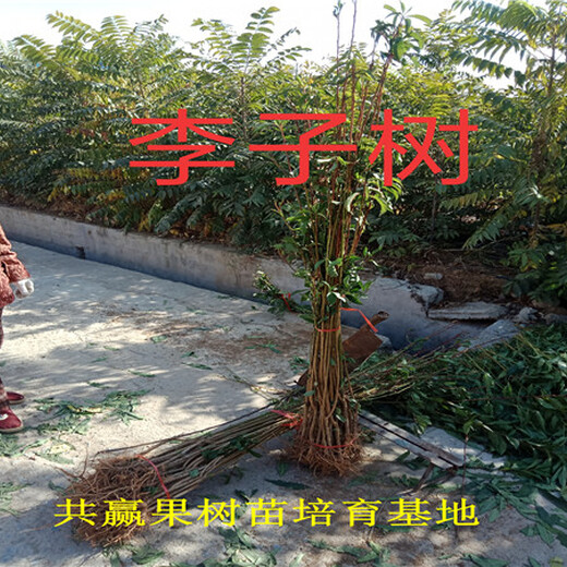 上海虹口法兰西李子树苗近期批发价格_法兰西李子树苗育苗基地