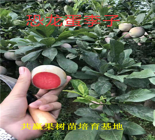 上海卢湾李子树苗近期批发价格_李子树苗育苗基地