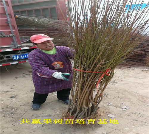 上海杨浦法兰西李子树苗近期批发价格_法兰西李子树苗育苗基地