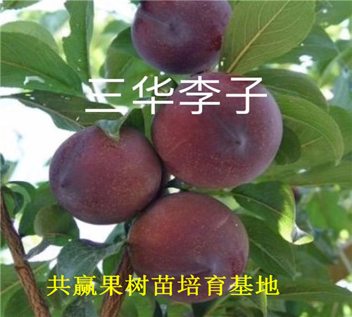 重庆巫溪红颜草莓苗基地才卖多少钱-草莓苗批发