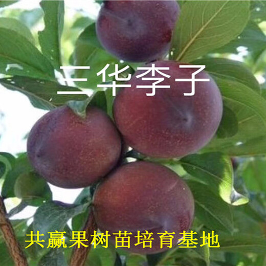 天津南开味帝李子树苗近期批发价格_味帝李子树苗育苗基地