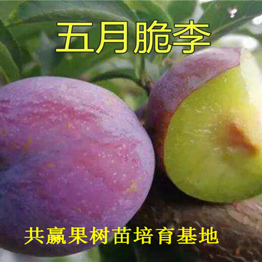 重庆巴南新品种李子树苗近期批发价格_新品种李子树苗育苗基地