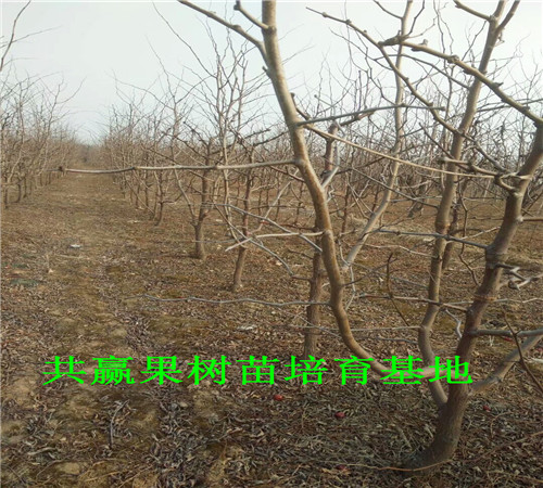 重庆巫溪红颜草莓苗基地才卖多少钱-草莓苗批发