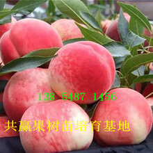 新疆巴音郭楞新品种桃树苗基地卖价-桃树苗哪里有卖的图片