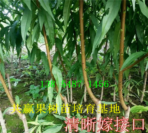 江苏南通脆红李子树苗近期批发价格_脆红李子树苗育苗基地