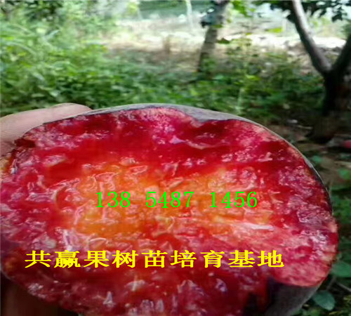 草莓苗育苗基地、天津南开草莓苗哪里有卖
