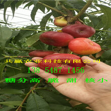 河南漯河黄金密1-4桃树苗基地卖价-桃树苗哪里有卖的图片