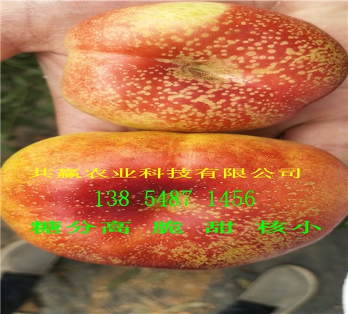 草莓苗基地、山东菏泽卖的红颜草莓苗多少钱一株