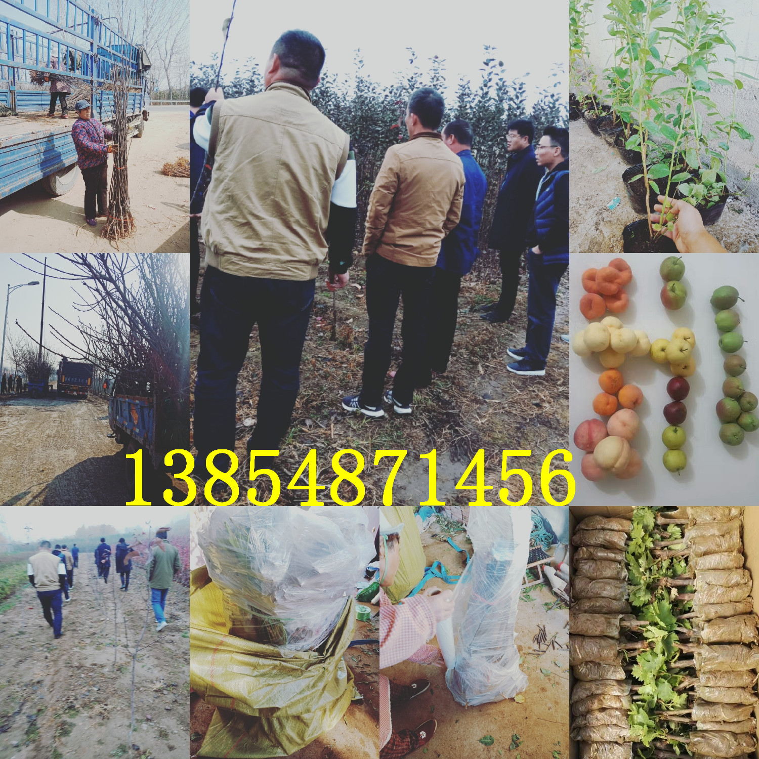 内蒙古阿拉善盟大红枣树苗基地卖啥价格、果树苗哪里有售