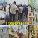 广东清远大红枣树苗基地卖啥价格、果树苗哪里有售