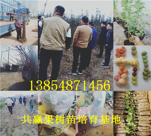 四川遂宁大红枣树苗基地卖啥价格、果树苗哪里有售