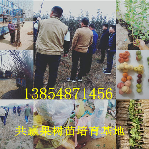 新疆阿勒泰青枣树苗基地卖啥价格、果树苗哪里有售