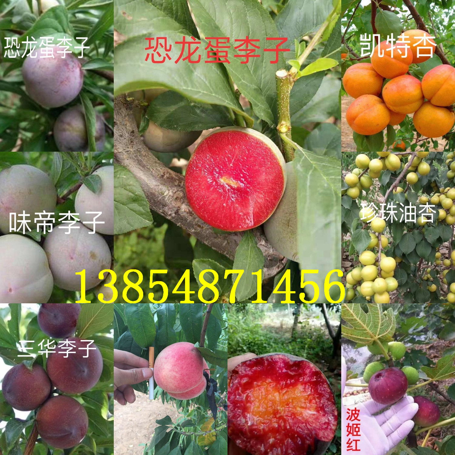 新疆克拉玛依红花椒树苗基地卖啥价格、果树苗哪里有售