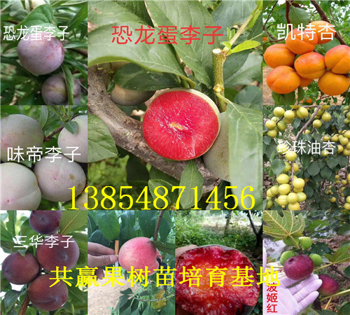 山东威海玉露香梨树基地卖啥价格、果树苗哪里有售