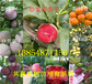 广东清远香椿树苗基地卖啥价格、果树苗哪里有售