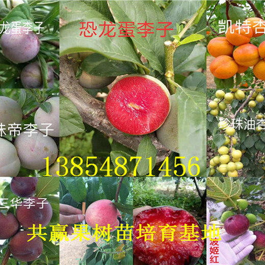 内蒙古鄂尔多斯青枣树苗基地卖啥价格、果树苗哪里有售