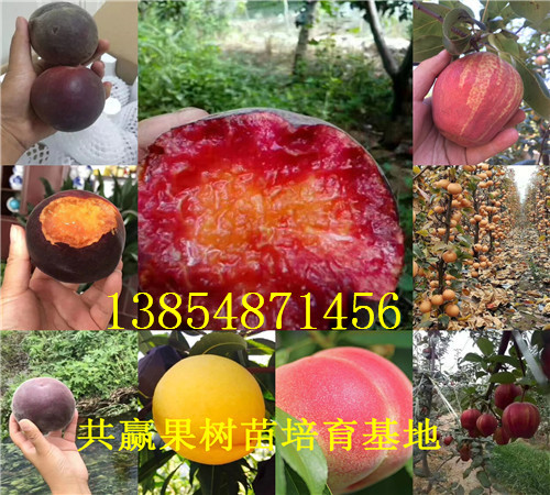 山东淄博冬枣树苗基地卖啥价格、果树苗哪里有售