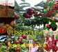 广西百色红油香椿树苗基地卖啥价格、果树苗哪里有售
