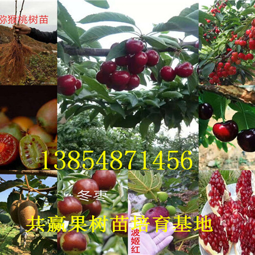广东深圳杏李子树苗基地卖啥价格、果树苗哪里有售