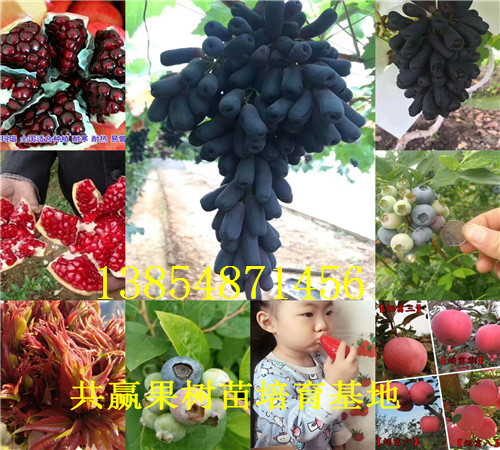 山东威海红花椒树苗基地卖啥价格、果树苗哪里有售
