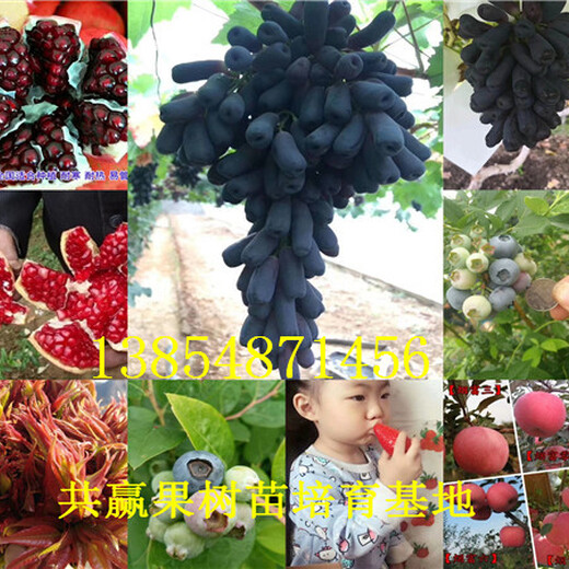 甘肃平凉红花椒树苗基地卖啥价格、果树苗哪里有售
