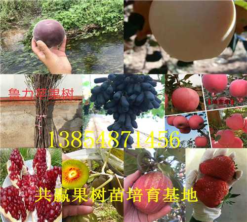 新疆克拉玛依红花椒树苗基地卖啥价格、果树苗哪里有售
