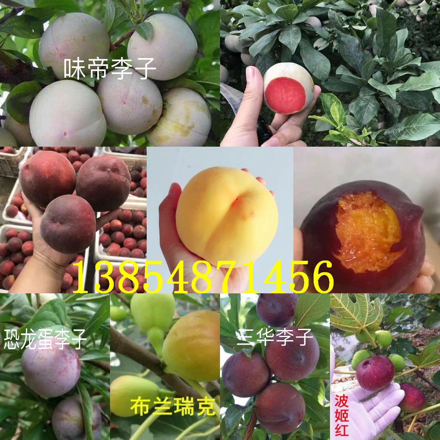 湖南湘潭杏李子树苗基地卖啥价格、果树苗哪里有售