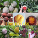 湖南郴州红花椒树苗基地卖啥价格、果树苗哪里有售