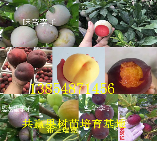 广东中山新品种葡萄树苗基地卖啥价格、果树苗哪里有售