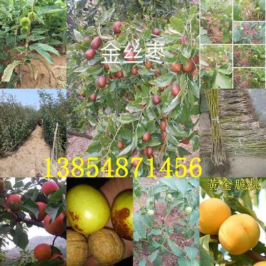 云南普洱晚熟梨树基地卖啥价格、果树苗哪里有售