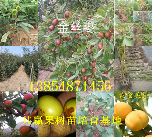 山东淄博冬枣树苗基地卖啥价格、果树苗哪里有售