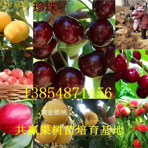 新疆吐鲁番花椒树苗基地卖啥价格、果树苗哪里有售