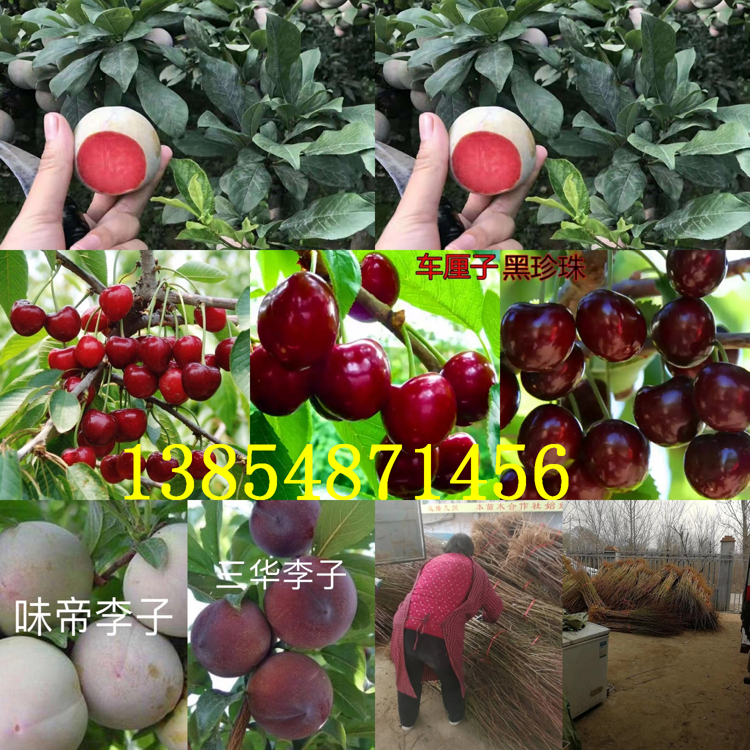 山东青岛花椒树苗基地卖啥价格、果树苗哪里有售