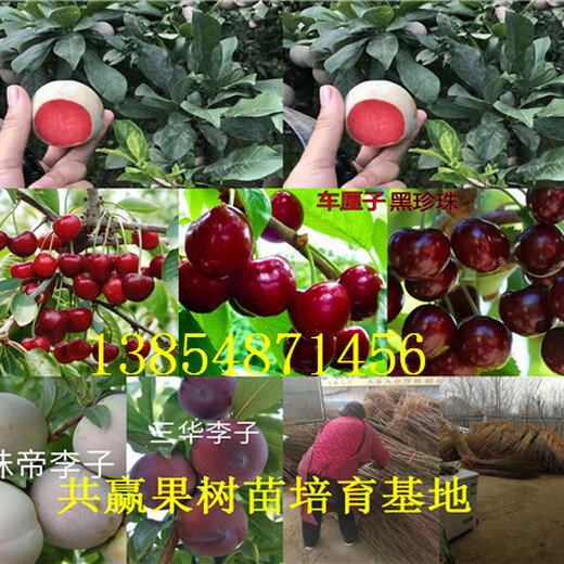江苏徐州柿子树苗出售价钱、2年柿子树苗哪里才卖