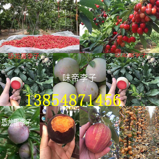 四川攀枝花大红枣树苗基地卖啥价格、果树苗哪里有售