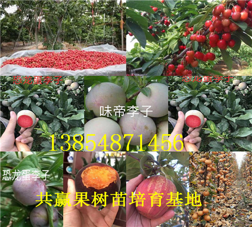 陕西商洛红花椒树苗基地卖啥价格、果树苗哪里有售