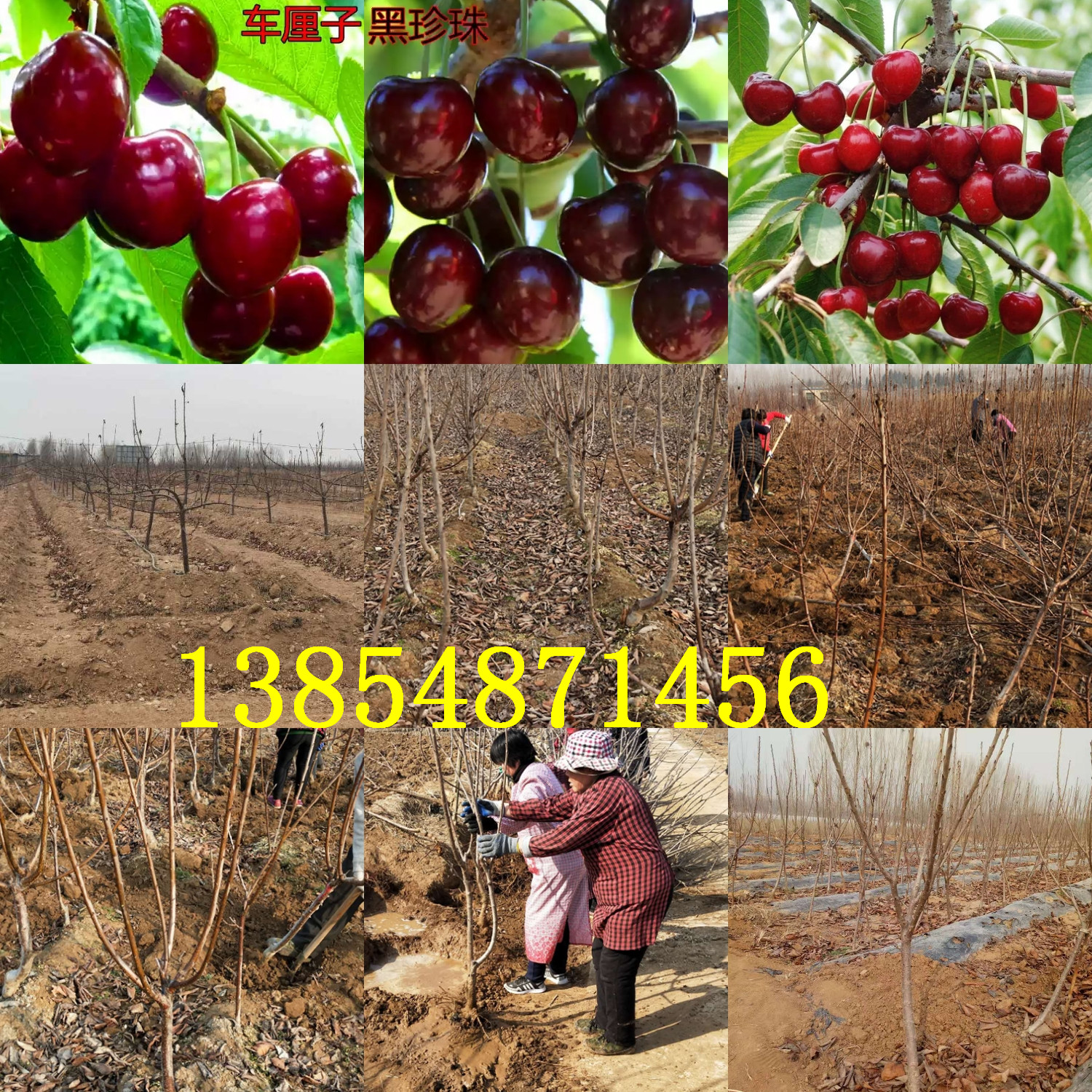广西南宁冬枣树苗基地卖啥价格、果树苗哪里有售