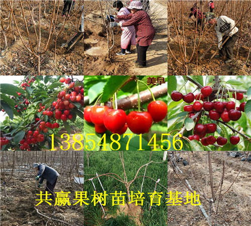 河南洛阳青枣树苗基地卖啥价格、果树苗哪里有售