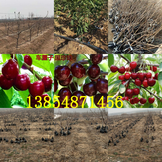 湖南怀化晚熟梨树基地卖啥价格、果树苗哪里有售
