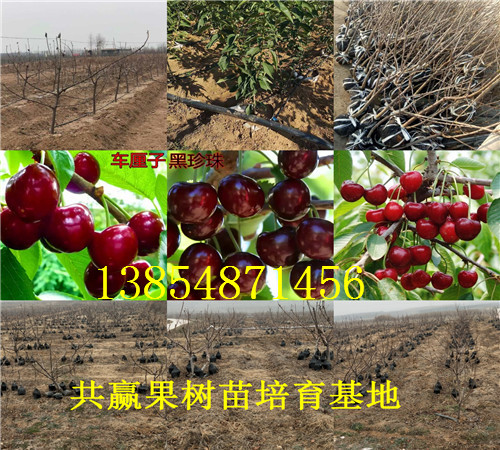 江西南昌枣树苗基地卖啥价格、果树苗哪里有售
