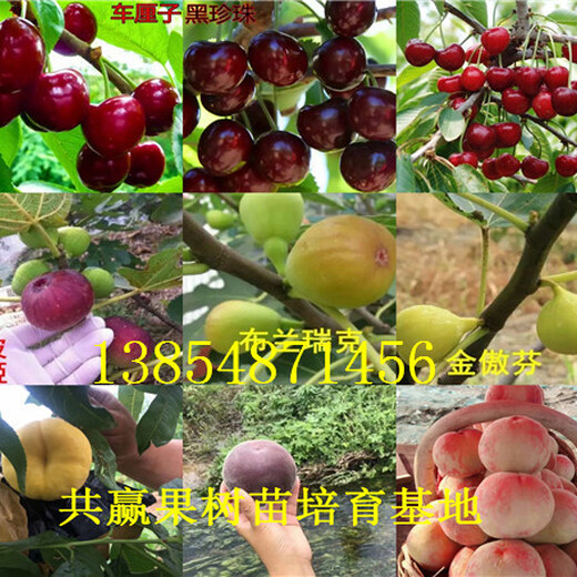 陕西铜川红油香椿树苗基地卖啥价格、果树苗哪里有售