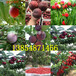 陕西铜川枣树苗基地卖啥价格、果树苗哪里有售