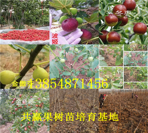 陕西商洛红花椒树苗基地卖啥价格、果树苗哪里有售