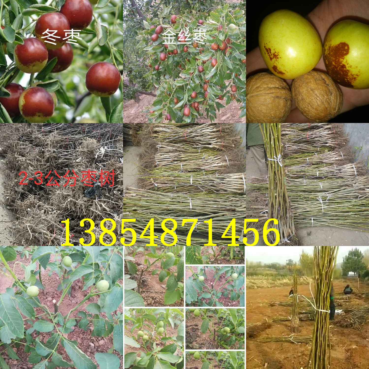 早熟李子树种植时间、早熟李子树新品种批发